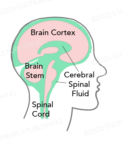 Cerebrospinal Fluid Distribution